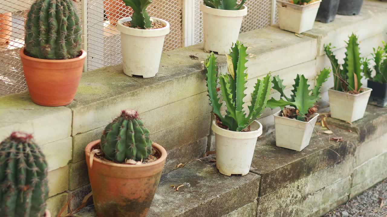 cactus y exhibición suculenta en ollas