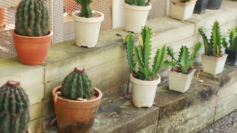 cactus and succulent display in pots