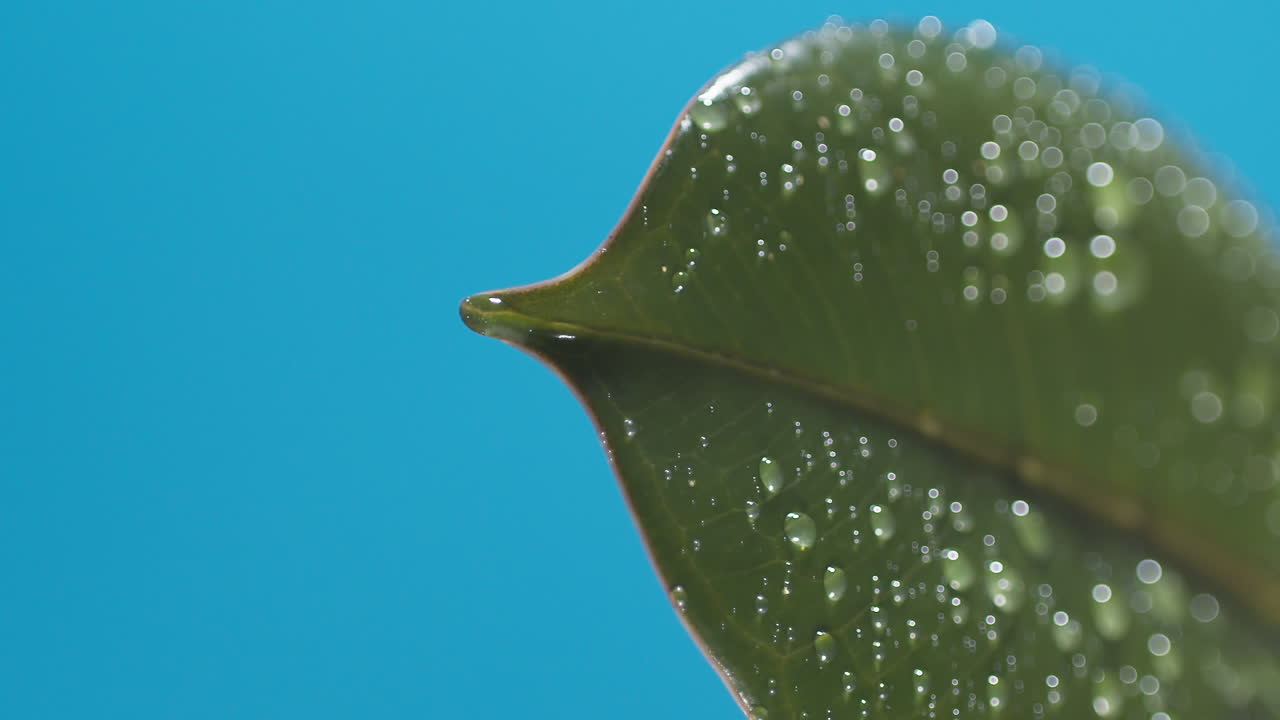 vertical de gotas de agua que gotean de las hojas verdes sobre el fondo azul