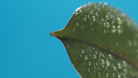 vertical of drops of water drip from the green leaves down on the blue background