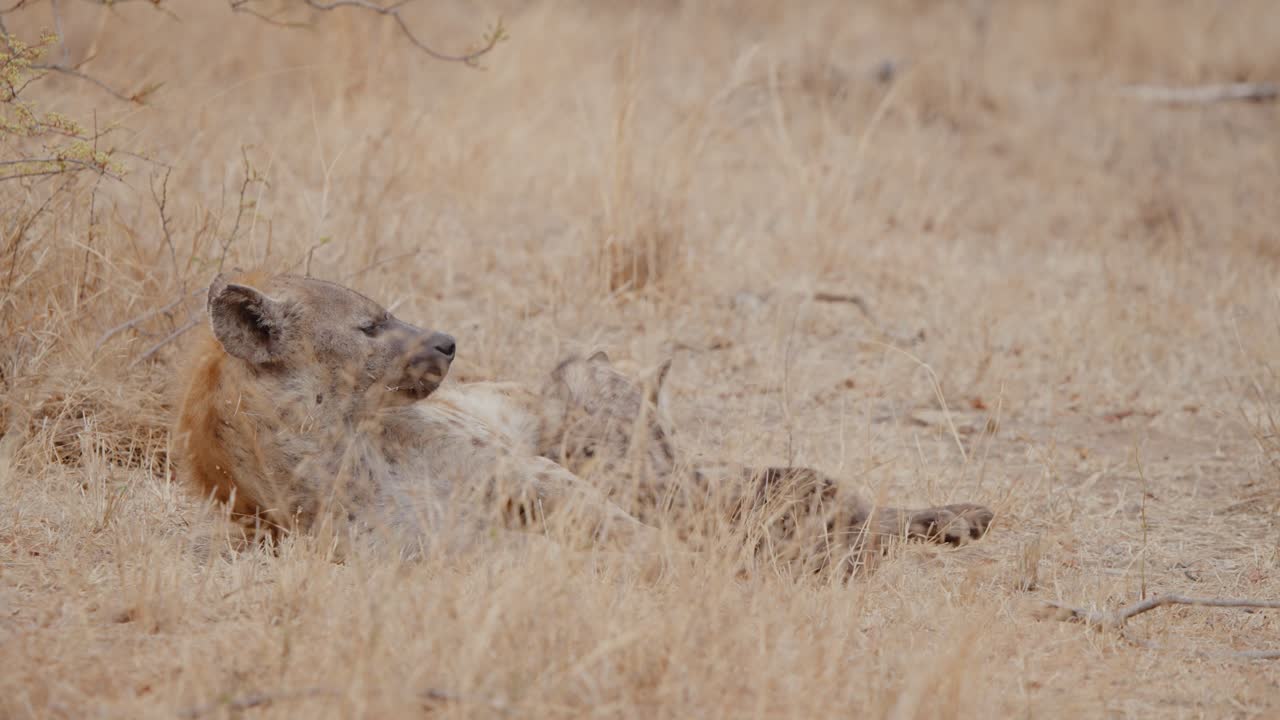 Slow-motion view of a spotted hyena resting in Kruger National Park, South Africa