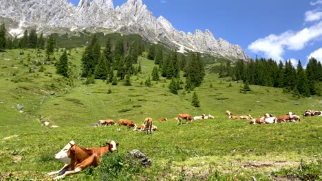 free cows grazing and resting on green meadow in austrian mountains during sun - panorama pan right shot,slow motion