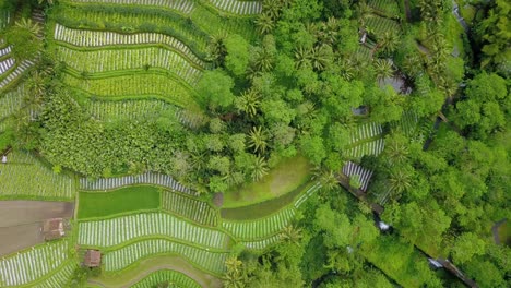 aerial view of tropical rural landscape with view of lush vegetable plantation