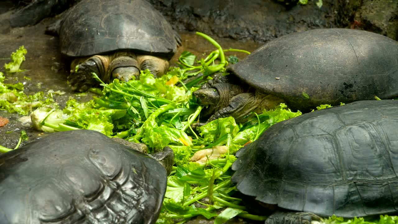 черепахи едят овощи.