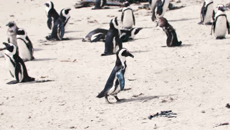 Colonia-De-Pingüinos-Africanos-En-La-Playa-De-Ciudad-Del-Cabo,-Sudáfrica,-Playa-De-Cantos-Rodados