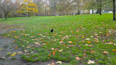 Aufnahme-Einer-Schwarzen-Krähe,-Die-Auf-Dem-Gras-Läuft,-Bevor-Sie-In-Einem-Park-Davonfliegt