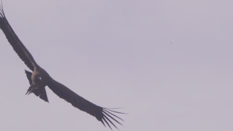 Closeup-of-a-Young-Andean-Condor-in-Flight-near-silhouette-above-with-its-legs-dangling-down-,-brown-plumage
