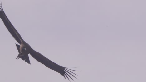 closeup of a young andean condor in flight near silhouette above with its legs dangling down , brown plumage