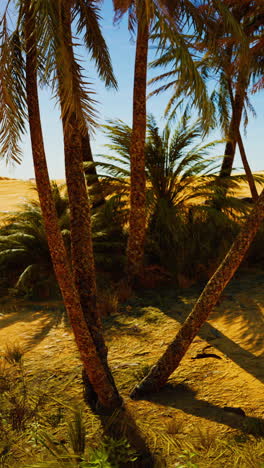 desert oasis with palm trees