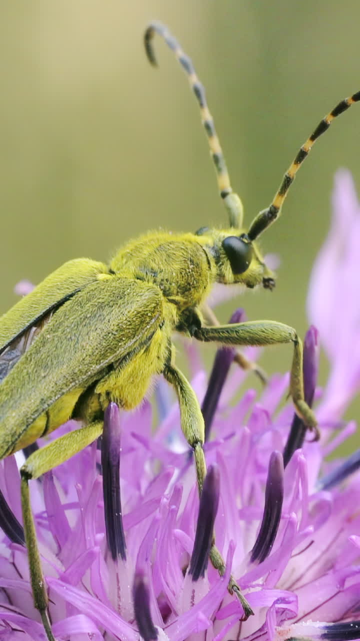 escarabajo de cuerno largo verde en una flor púrpura