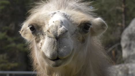 portrait of goofy white domestic bactrian camel - close up