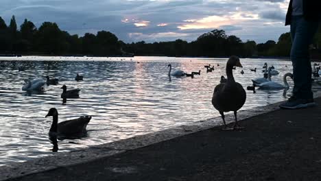 Eine-Gans-Und-Schwäne-Im-Regents-Park,-London,-Vereinigtes-Königreich