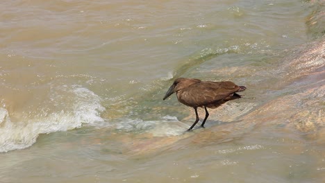 Unique-looking-Hamerkop-bird-standing-in-swift-water-looks-for-fish