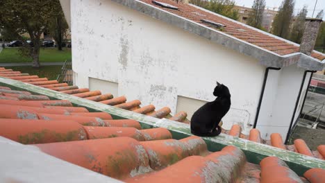 gato escalofriante na azotea 4k gato negro