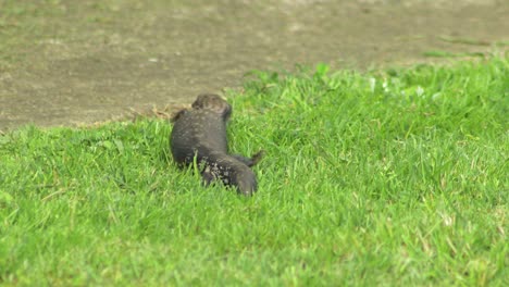 Blue-Tongue-Lizard-crawling-along-green-grass-onto-pathway