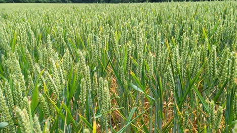 Close-up-of-wheat-crops-growing-in-farmland-field-in-rural-countryside-of-England-UK