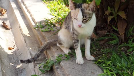 a cat licks its paw and sits calmly.