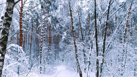 Ramas-Nevadas-En-El-Bosque.-Fondo-De-Hadas-De-Invierno