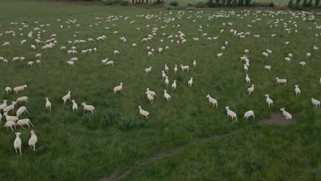 Gran-Rebaño-De-Ovejas-En-Tierras-De-Cultivo-Verde-En-La-Isla-Sur,-Nueva-Zelanda