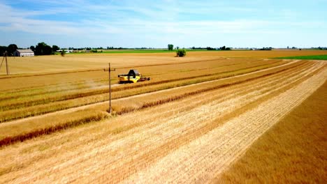 Mähdrescher-Bei-Der-Arbeit-Auf-Dem-Feld