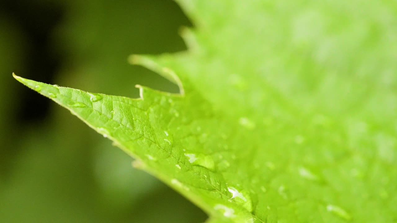 잎 표면에 물방울
