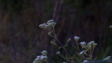 close-up of a wild shrub isolated against blurred vegetation at dusk