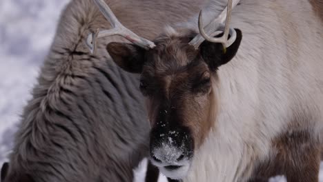 Rentiere-Lecken-Lippen-Und-Nase-Voller-Schnee