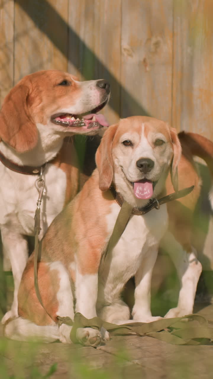 dos perros detrás de la red, uno sentado mientras el otro está de pie, ambos mirando a su alrededor cerca de la puerta de madera, un entorno exterior soleado con hierba verde, valla de cadena y edificio desgastado, los perros parecen relajados