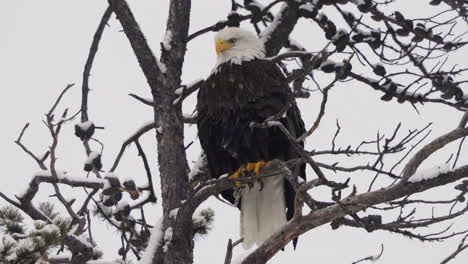 close up of bald eagle perching on bare tree in mcintyre creek, whitehorse, canada