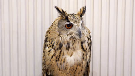 An-owl-on-display-is-looking-around-at-the-passersby-in-front-of-its-cage-inside-a-zoo-in-Bangkok,-Thailand