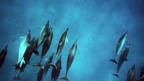 gran grupo de delfines giradores nadando tranquilamente en un océano azul tropical con los rayos brillantes de la luz del sol
