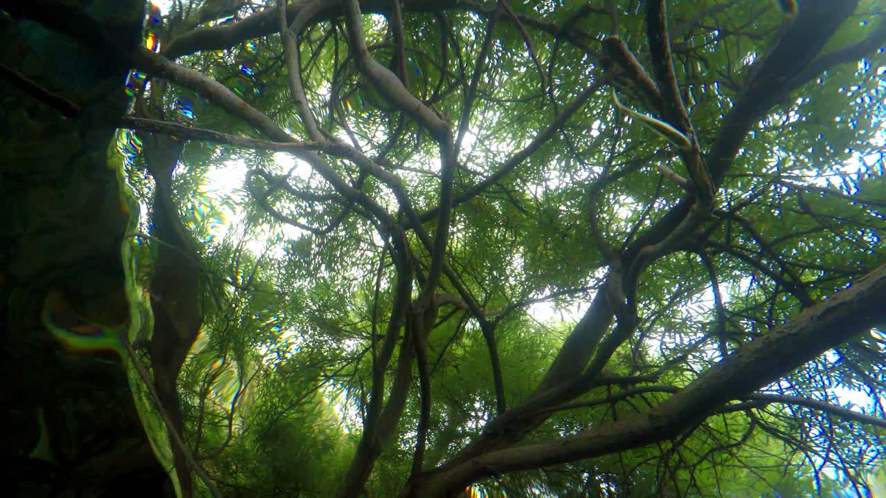 在非常清晰和透明的浅水中游泳的鱼