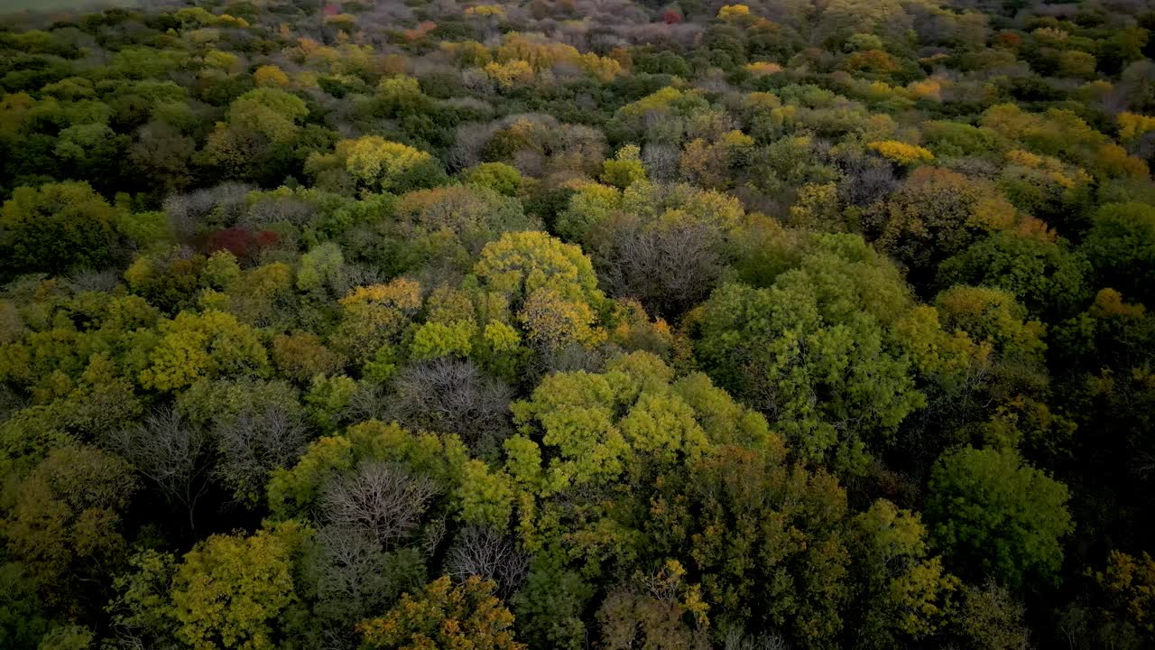Ripresa aerea circolare con drone di un bosco inglese in autunno.