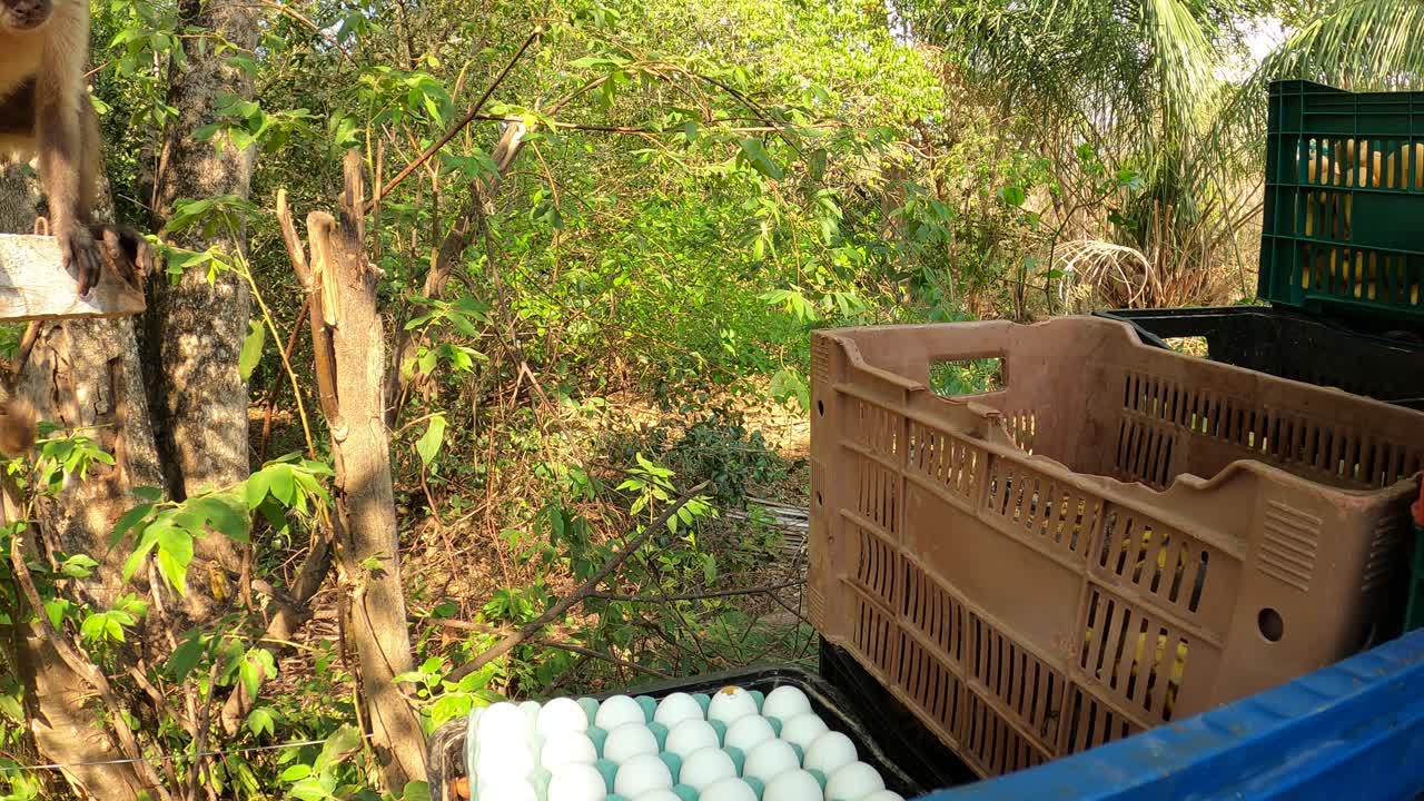 쟁반에서 알을 훔치는 카푸친회 원숭이