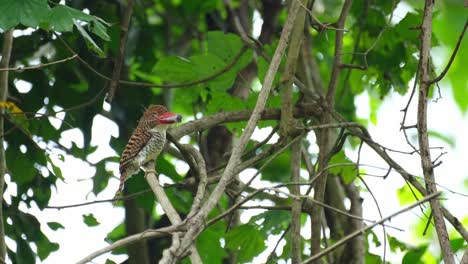 una hembra con un roedor en la boca mirando a su alrededor y luego vuela para entregar la comida, martín pescador anillado lacedo pulchella, hembra, parque nacional kaeng krachan, tailandia