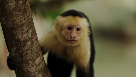 capuchin monkey calling costa rica travel boat tour mangrove