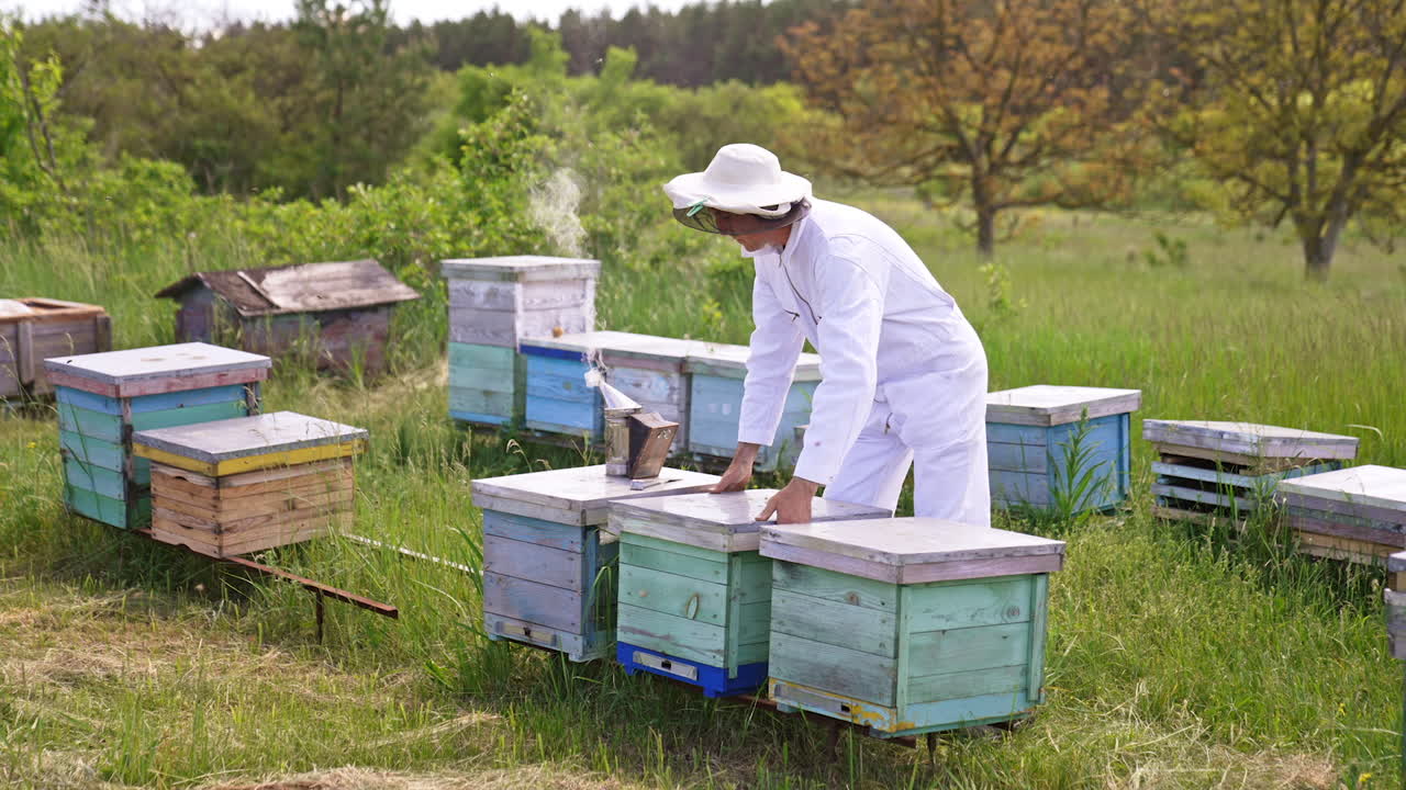 Apiarist in white clothes checking up bee hives at farm. Man in hat opens the lids on the beehives. Green forest at backdrop.
