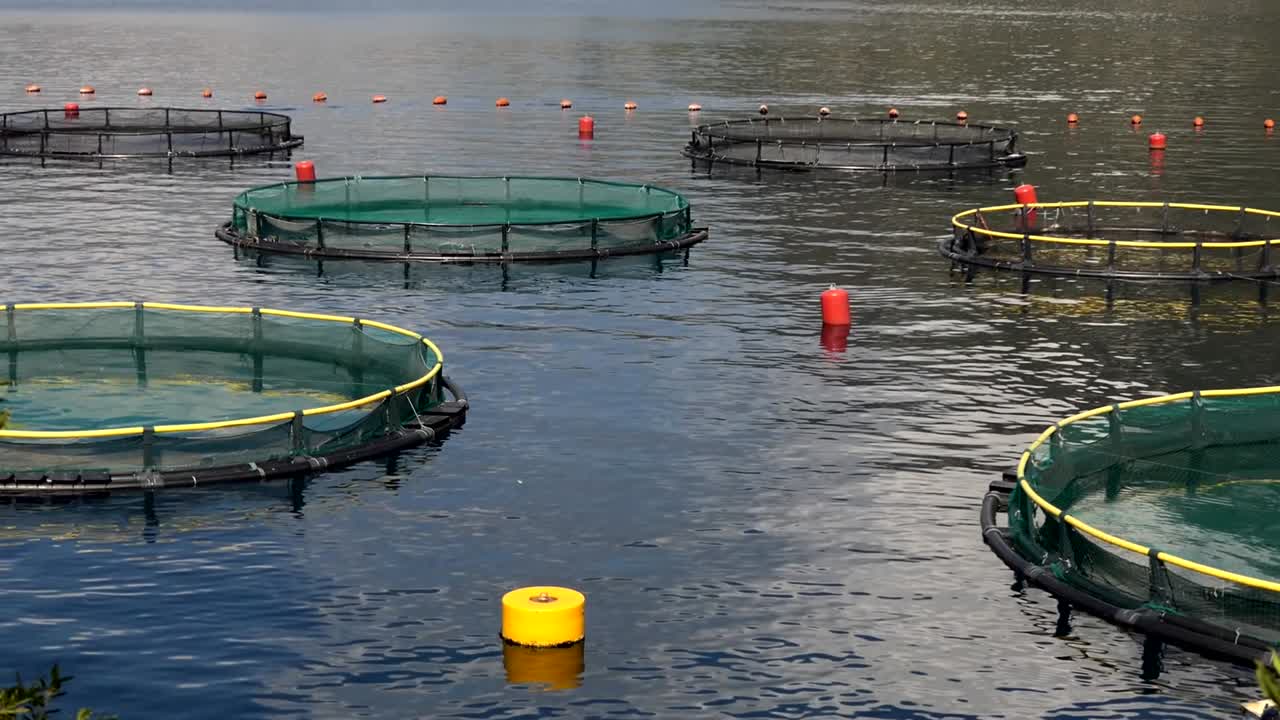 해양 어업 생선 농장