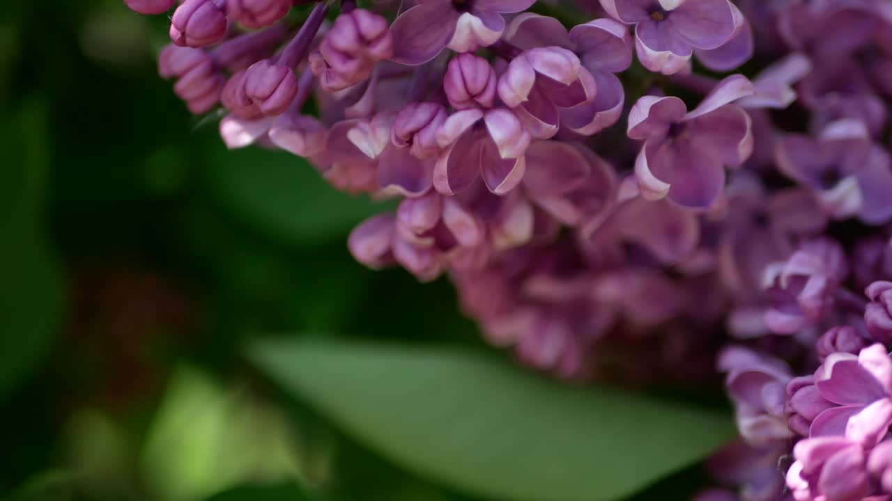 el lilas en flor contra el telón de fondo de un caleidoscopio de colorido resplandor del sol.