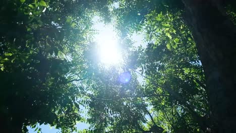 Sunlight-peaking-through-a-beautiful-green-tree-canopy