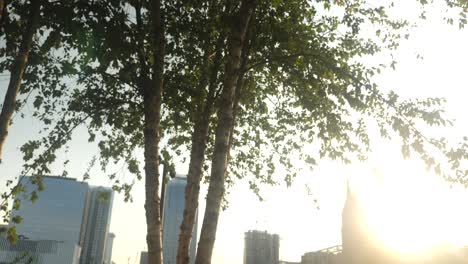 trees at sunset near the nashville skyline