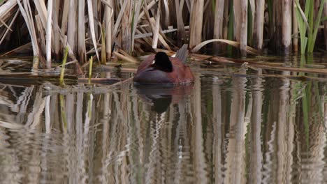 Männliche-Ruderente-Schwimmt-Im-Feuchtgebiet-Und-Verstaut-Blauen-Schnabel-Unter-Dem-Flügel,-Um-Ein-Nickerchen-Zu-Machen