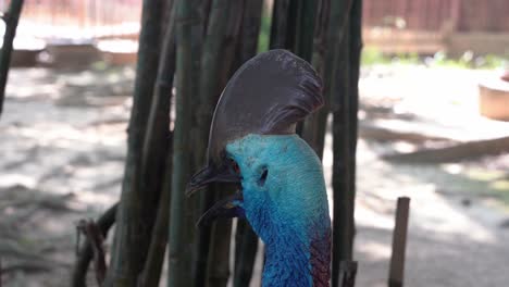 Flightless-and-curious-southern-cassowary,-casuarius-casuarius-with-horn-like-casque-looking-around-its-surrounding-environment,-wildlife-handheld-motion-close-up-shot