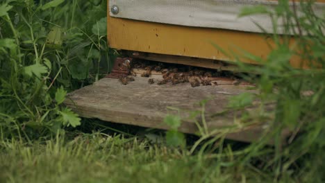 busy active honeybees at entrance to wooden langstroth hive