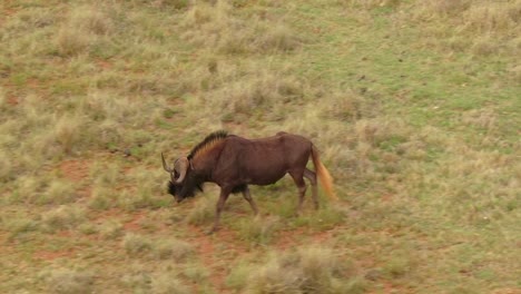 drone aerial of a lone wildebeest walking and grazing in the wild