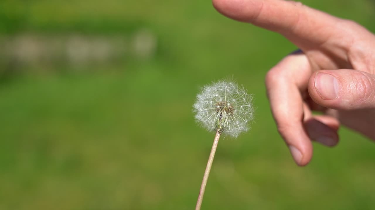 Male hand poke and snap dandelion until seeds fly away in slow motion, close up
