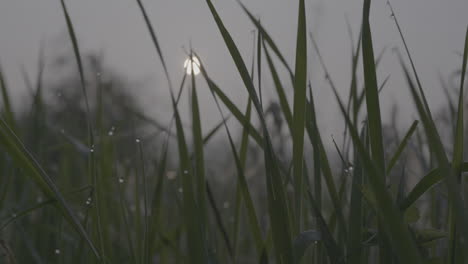 Nahaufnahme-Von-Langem-Gras-Mit-Tau-Am-Morgen,-Während-Im-Hintergrund-Ein-Sonnenaufgang-Zu-Sehen-Ist-Und-Tautropfen-Von-Den-Blättern-Des-Pflanzenstamms-Hängen