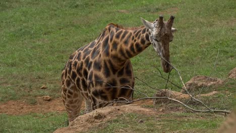 animales en el zoológico 96