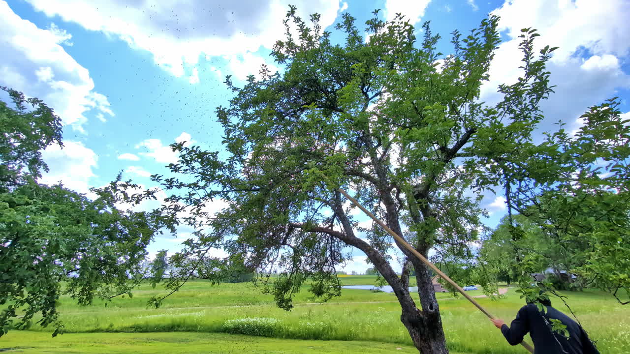 Man use special harvest device to gather apples from tree top