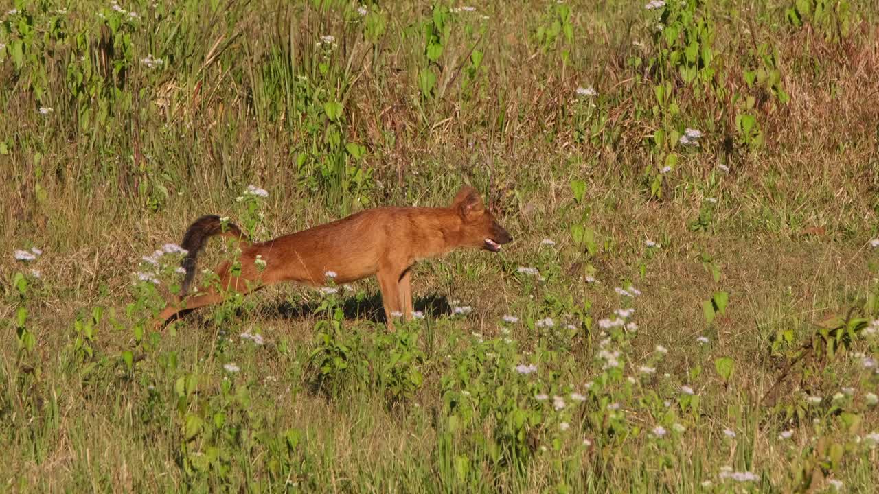perro silbante cuon alpinus visto estirándose y sentado en la hierba durante la tarde en el parque nacional khao yai, tailandia